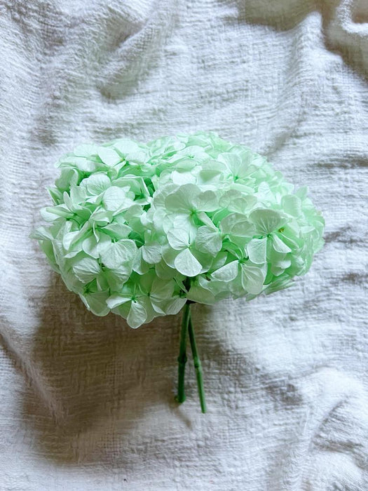 ANGIE » Premium preserved mint green Hydrangea