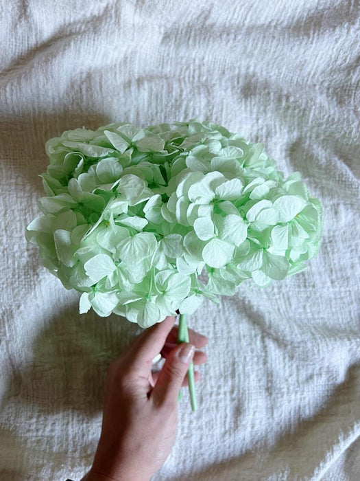ANGIE » Ortensia stabilizzata premium verde menta