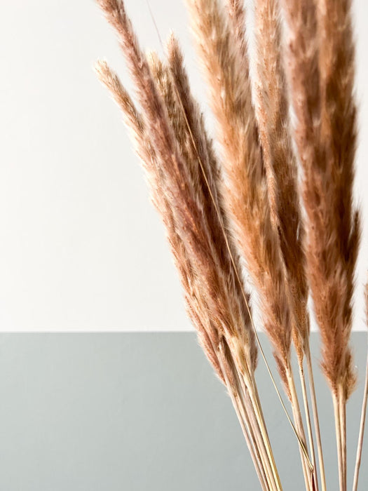 FLAVIA » Mazzo di Fluffy Pampas naturale