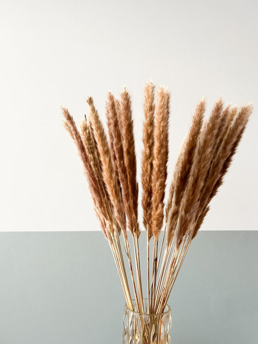 FLAVIA » Mazzo di Fluffy Pampas naturale