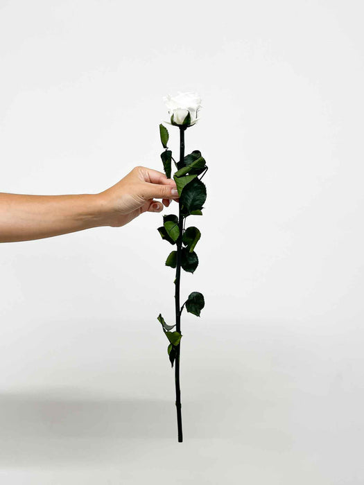 ROSA » White Rose stem - 50 cm
