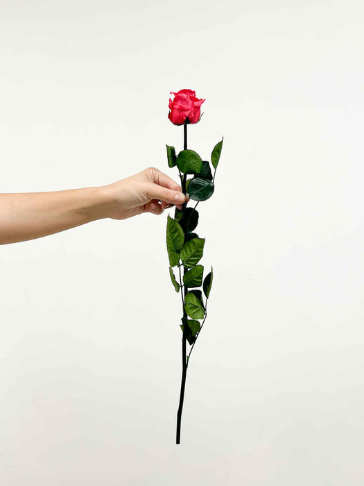 ROSA » Antique pink Rose stem - 50 cm