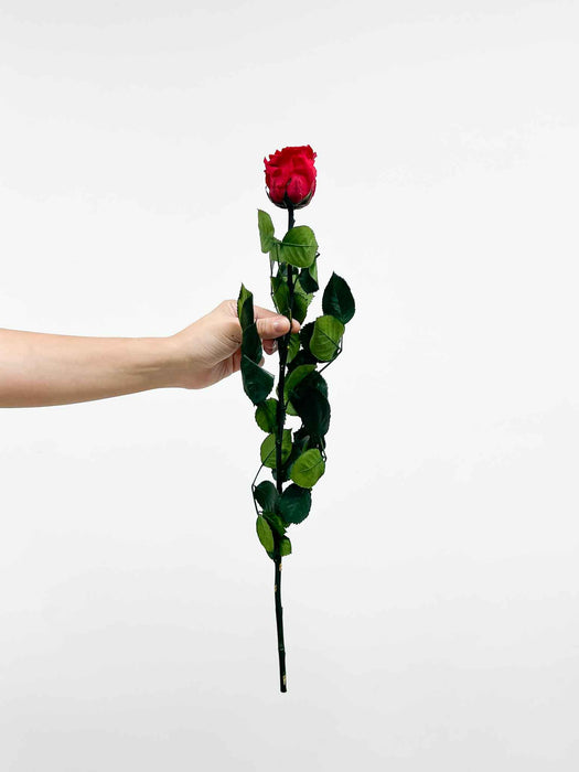 ROSA » Red Rose stem - 50 cm