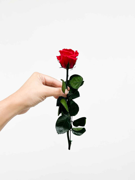 ROSITA » Red Rose stem - 25 cm