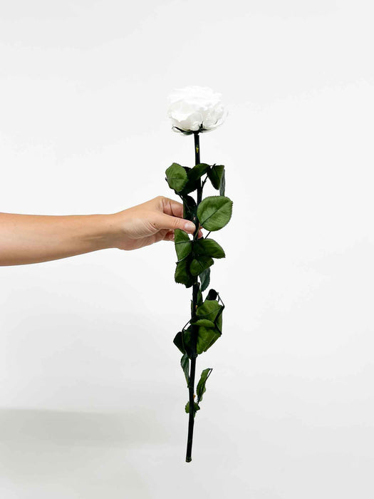 ROSALBA » Premium white Rose stem - 50 cm