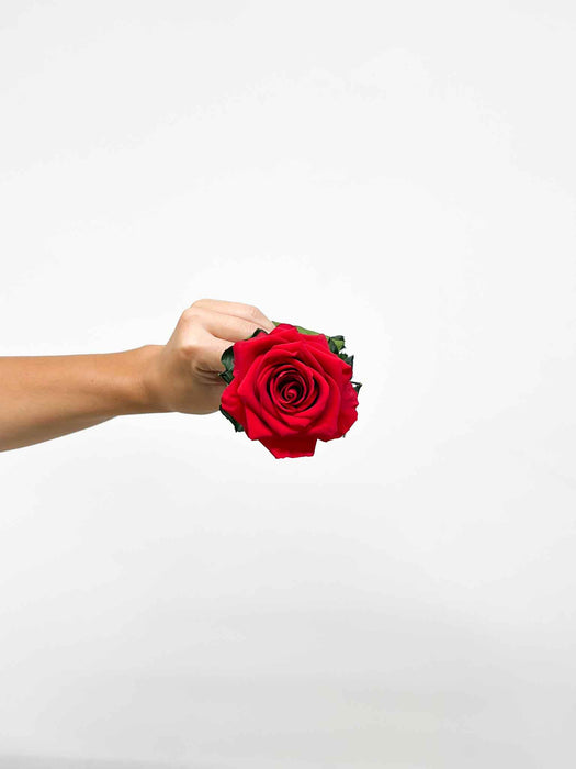 ROSALBA » Stelo di Rosa rossa 50cm premium