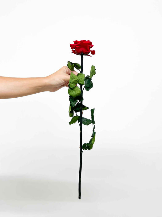 ROSALBA » Premium red Rose stem - 50 cm