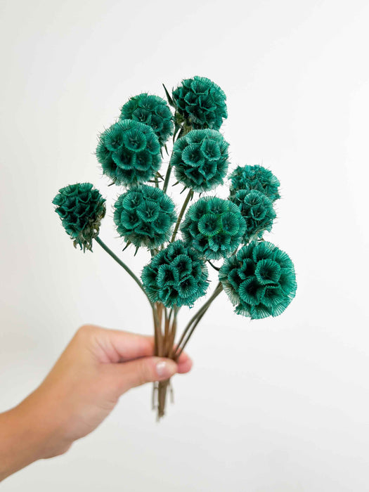 SCABIOSA » petrol green preserved
