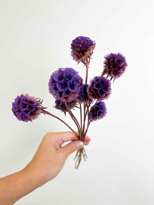 SCABIOSA » purple preserved