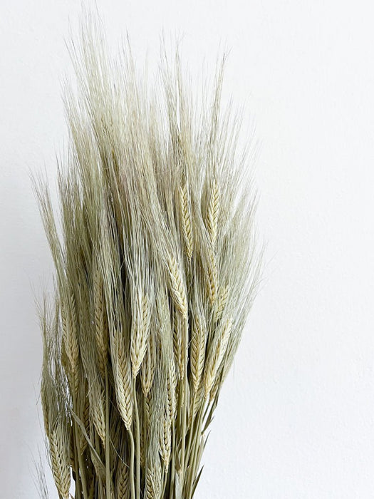 EZIO » Mazzo di Spighe naturale