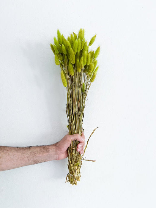 GEMMA » Grass green Lagurus bouquet