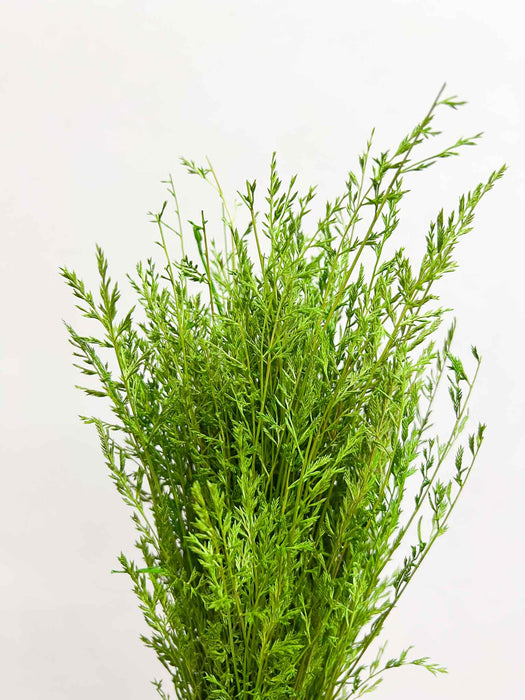 LEONTINA » Mazzo di Cipressina verde mela essiccata