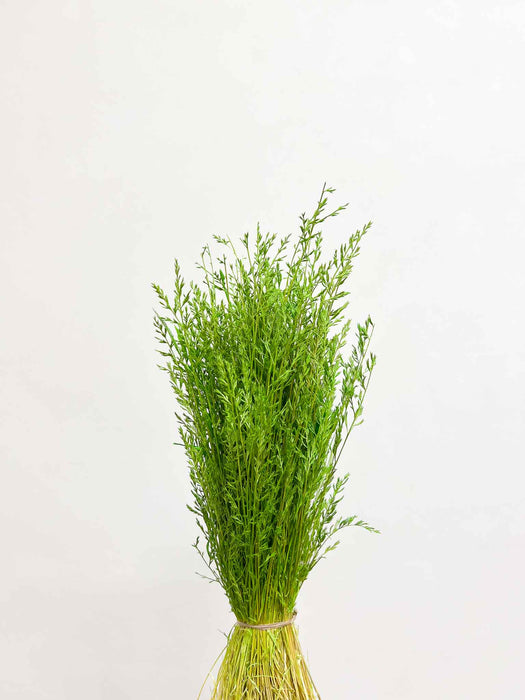 LEONTINA » Mazzo di Cipressina verde mela essiccata