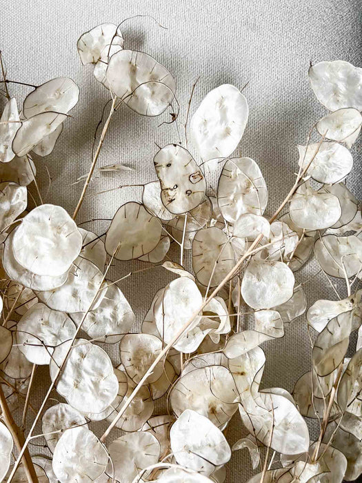 LUNA » Mazzo di Lunaria Sfogliata naturale - Bloomoon