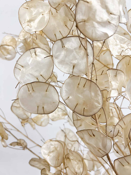 LUNA » Mazzo di Lunaria Sfogliata naturale - Bloomoon