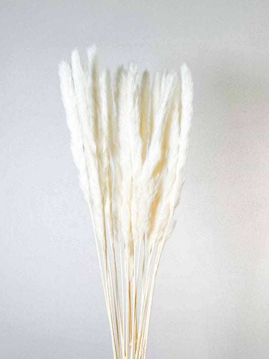 ORIONE » Mazzo di Pampas slim bianco