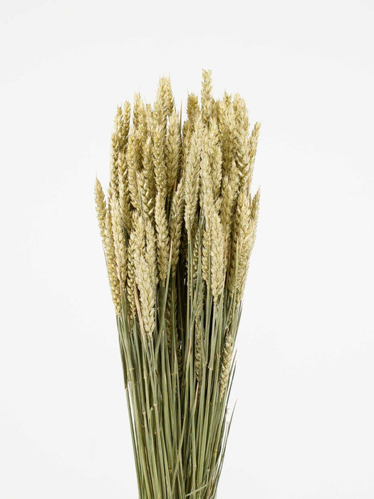 PACO » Mazzo di Tarwe naturale