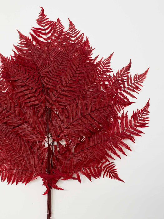 BIG FERN » preserved burgundy - PAOLINA