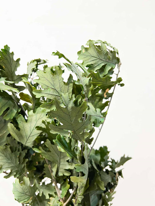 GAETANO » Quercia verde stabilizzata