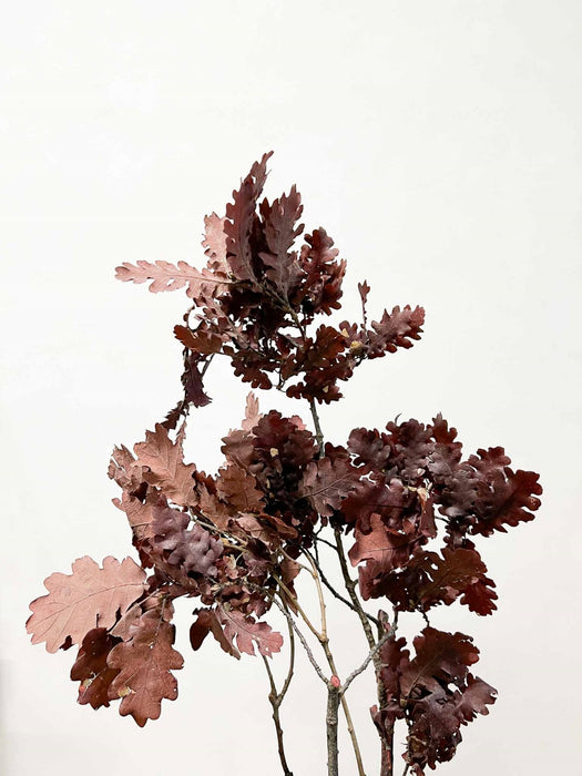 GAIO » Quercia rossa stabilizzata