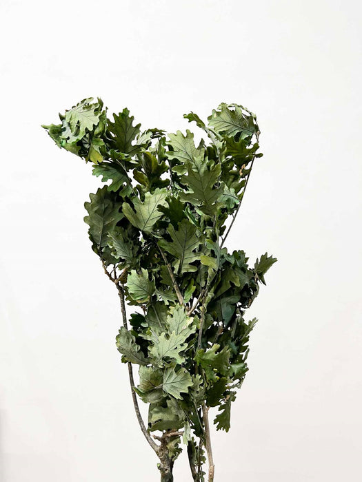 GAETANO » Quercia verde stabilizzata