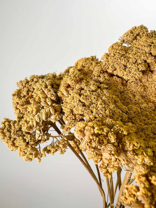 ACHILLEA » natural - TEA