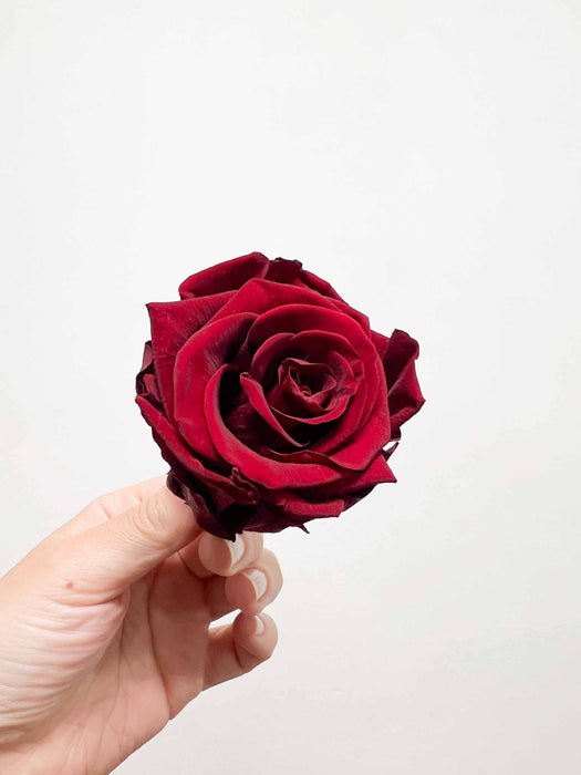 AGLAIA » Box da 6 fiori di Rosa rosso scuro diametro 6,5cm standard