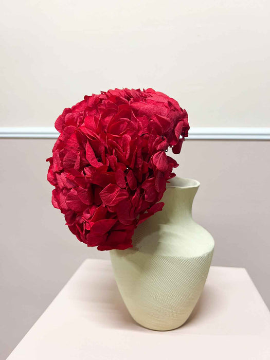 HYDRANGEA » standard preserved red - AGOSTINA