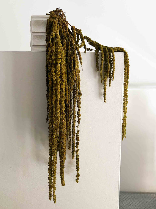 AMARANTHUS » verde mandorla stabilizzato - DINO