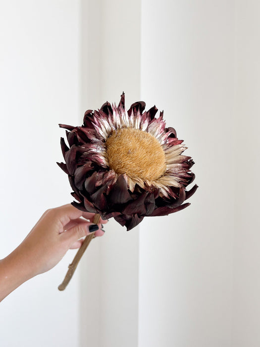 AMOS » fiore di carciofo grande aperto marrone