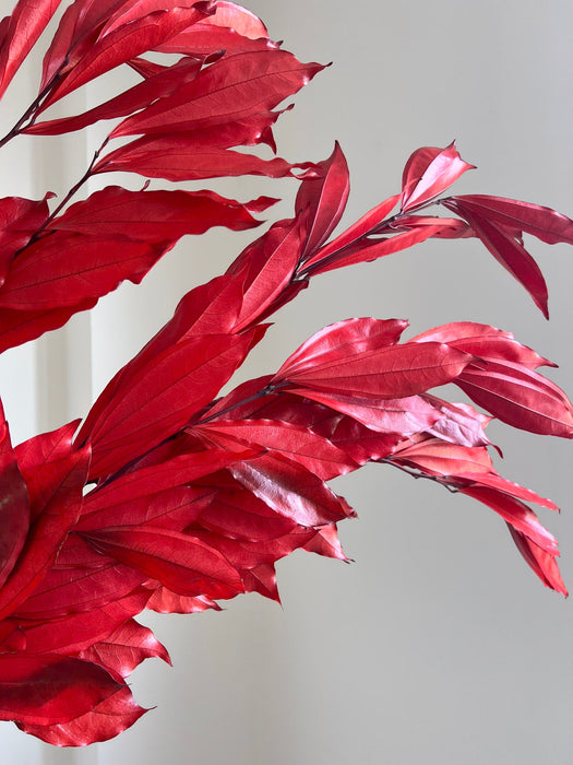 APACHE » Cocculus stabilizzato rosso H70cm