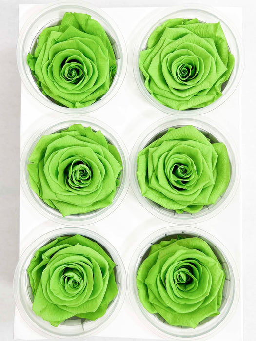 ARIELE » Box da 6 fiori di Rosa verde diametro 6,5cm standard