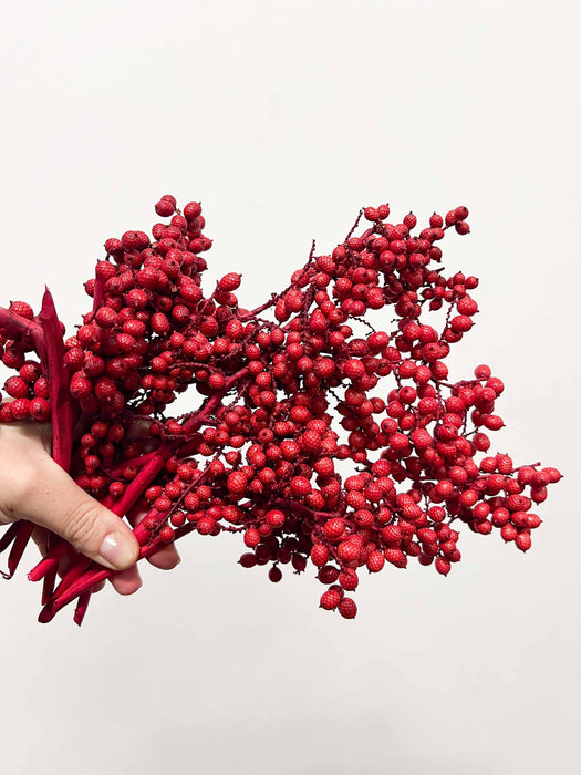 AURA » Fascio di bacche rosse naturali essiccate