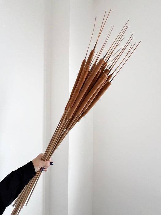 AURELIANO » mazzo di Typha naturale essiccata 90 cm