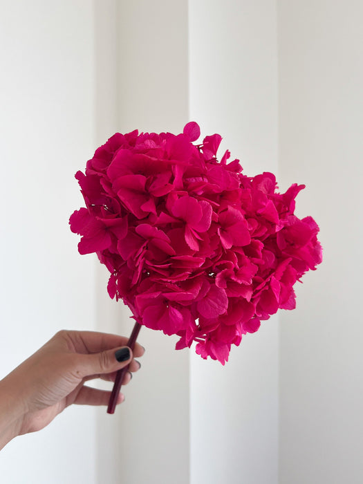BELLA » Ortensia premium stabilizzata fucsia scuro