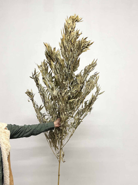 SAVERIO » Ramo di bamboo H180cm