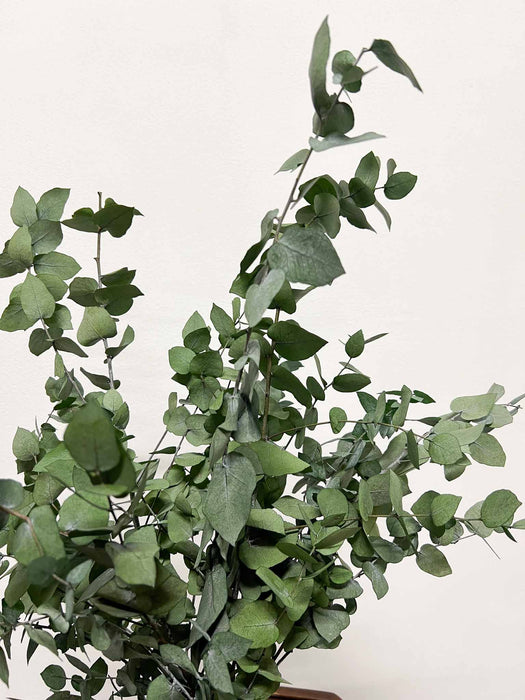 EUGENIO » Mazzo di Eucalipto Stuartiana stabilizzato verde chiaro