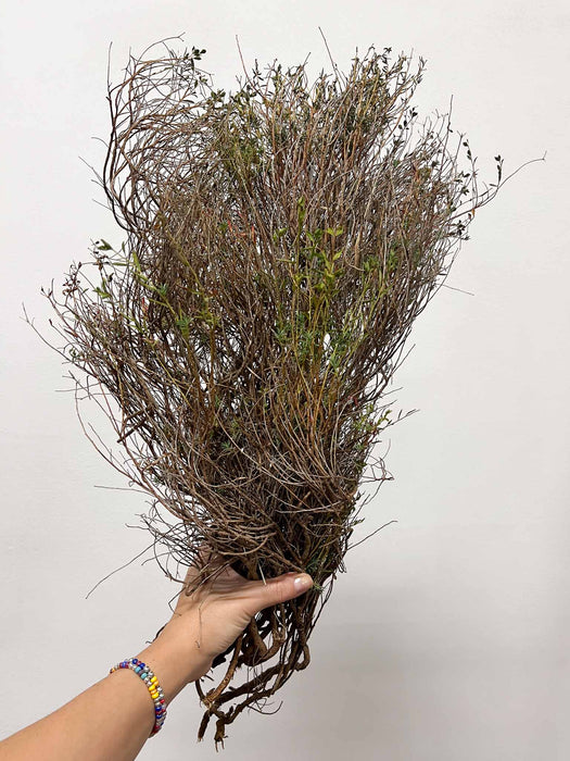 EUNICE » Mazzo di Euphorbia Spinosa naturale essiccata