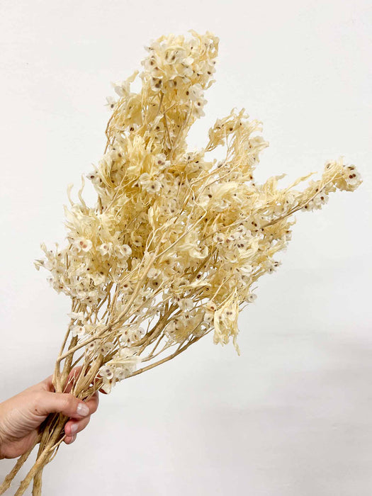 FILIPPO » Mazzo di Dudy flowers bianco stabilizzato