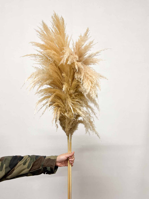 FLAVIO » Pampas naturale extra 3 steli 120/150 cm