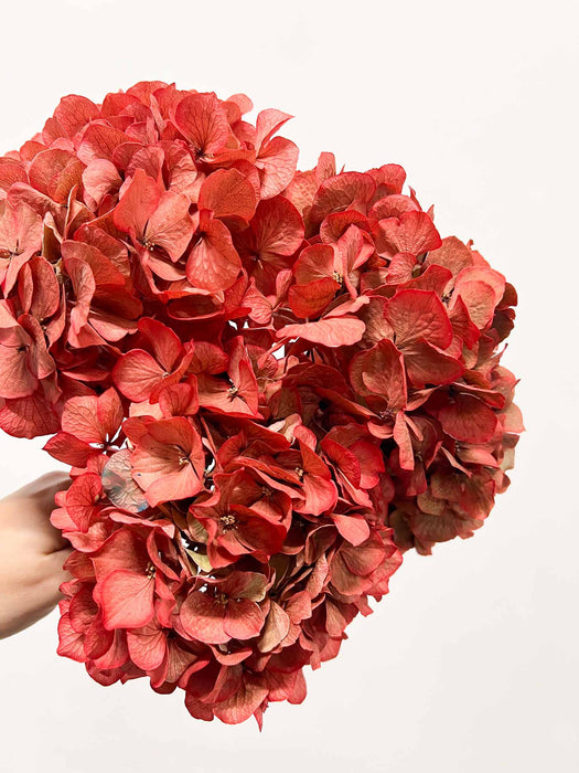 LEONARDA » 3 ortensie essiccate dalle tonalità sfumate del corallo