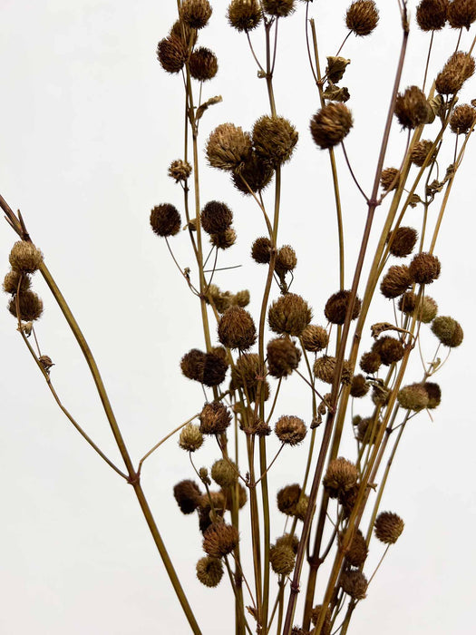 OLIMPIA » Mazzo di Calicarpa Naturale