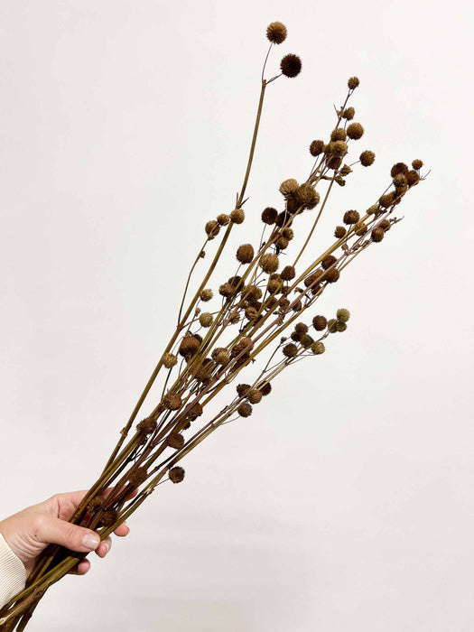 OLIMPIA » Mazzo di Calicarpa Naturale