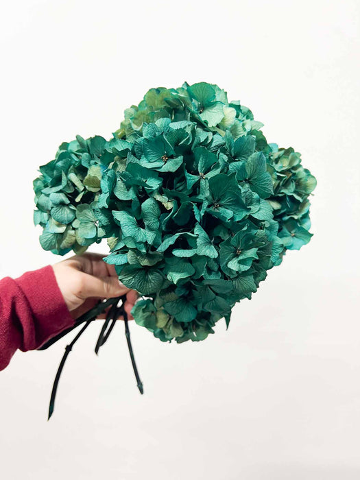 PIERANGELO » 5 ortensie stabilizzate color petrolio