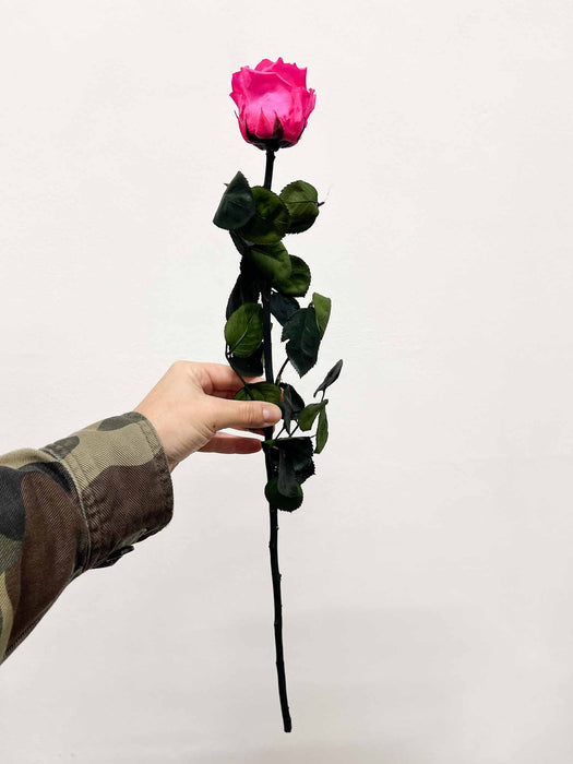 ROSA » Stelo di Rosa fucsia 50cm
