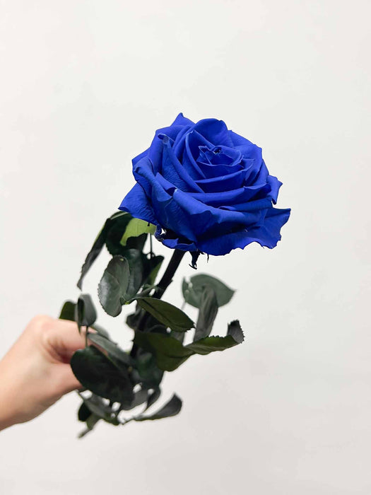 ROSALBA » Stelo di Rosa blu 50cm premium