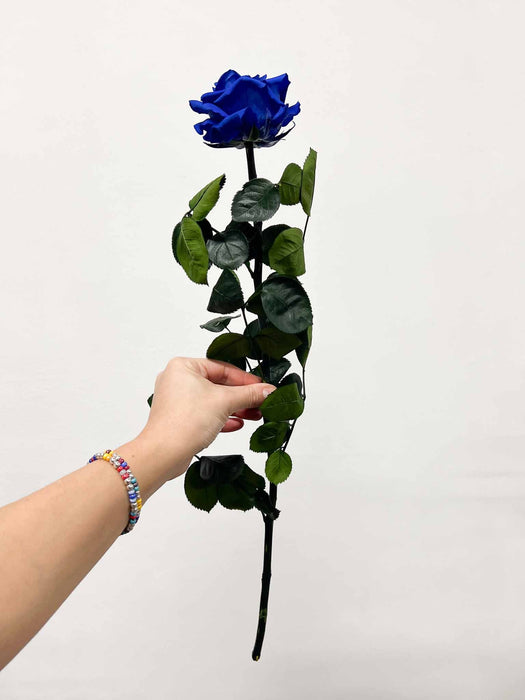 ROSALBA » Stelo di Rosa blu 50cm premium