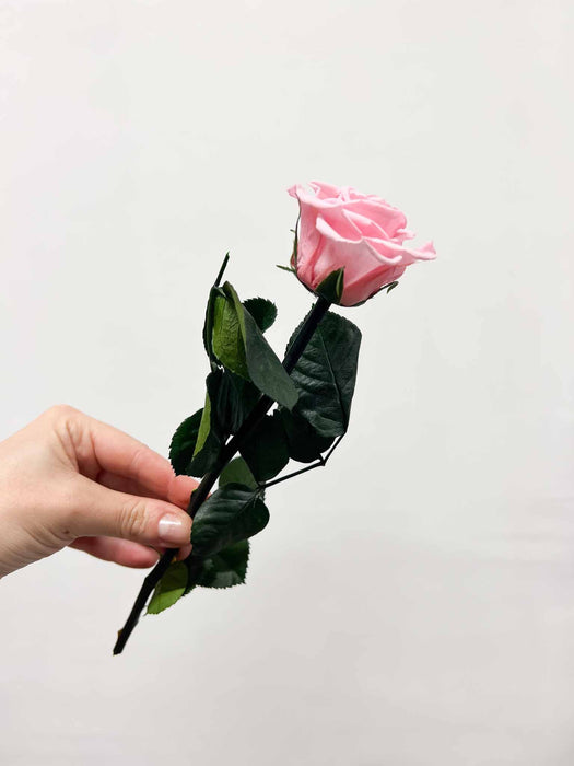 ROSITA » Stelo di Rosa rosa pastello 25cm