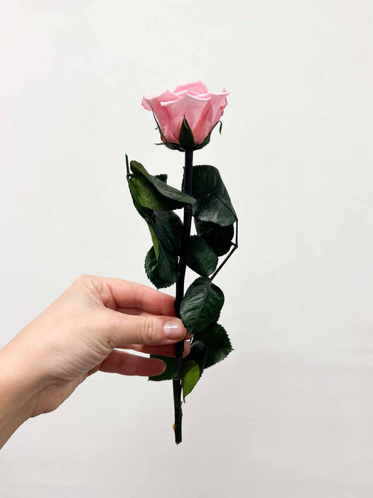 ROSITA » Stelo di Rosa rosa pastello 25cm