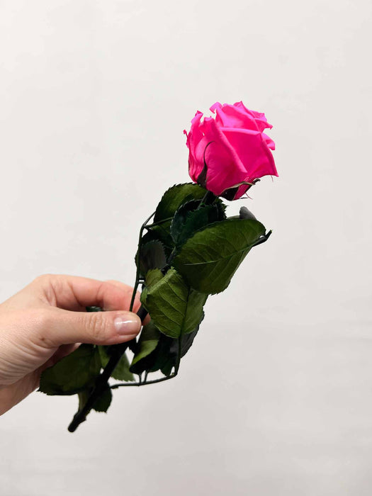ROSITA » Stelo di Rosa fucsia 25cm